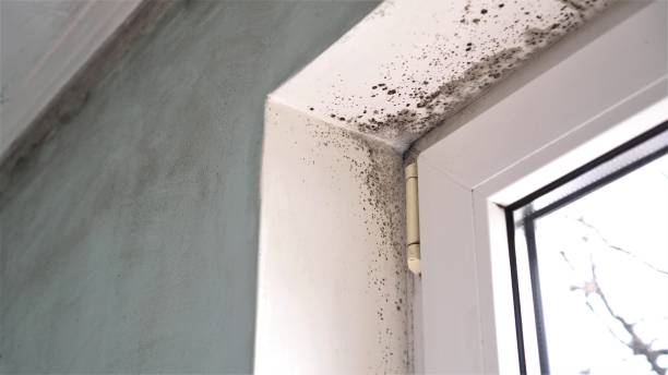 Best Mold Prevention Services  in Rainbow Park, FL