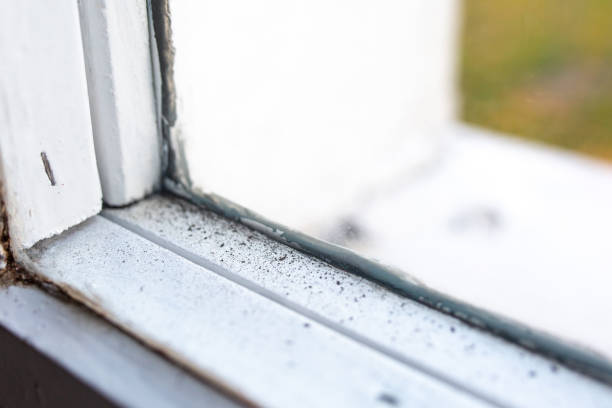 Best Mold Damage Restoration  in Rainbow Park, FL