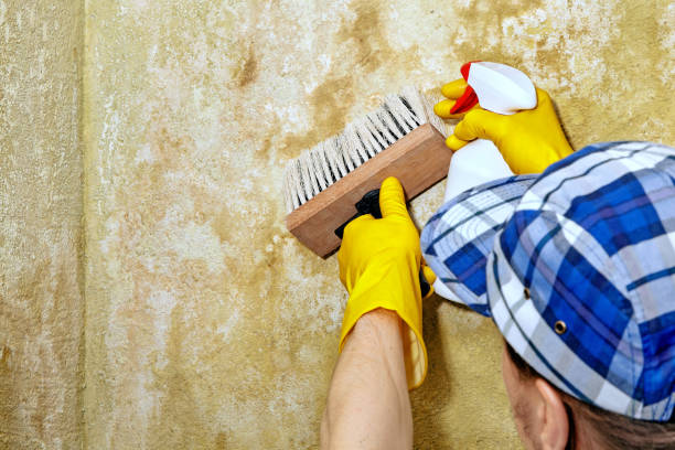 Best Environmental Consulting for Mold Prevention  in Rainbow Park, FL