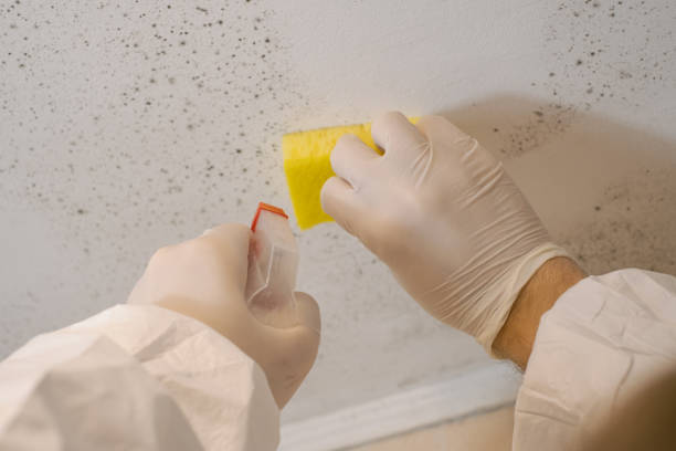 Best Mold Removal for HVAC Installations  in Rainbow Park, FL