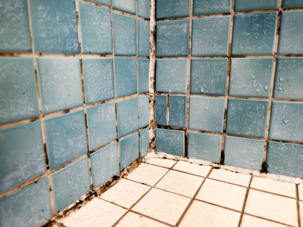 Trusted Rainbow Park, FL Mold Removal Experts