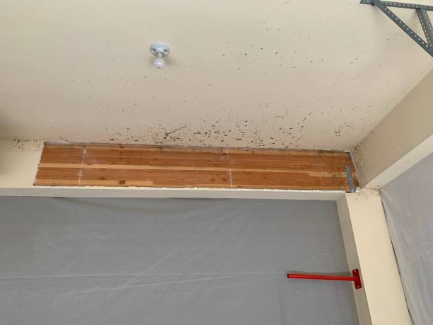 Dehumidification Services in Rainbow Park, FL