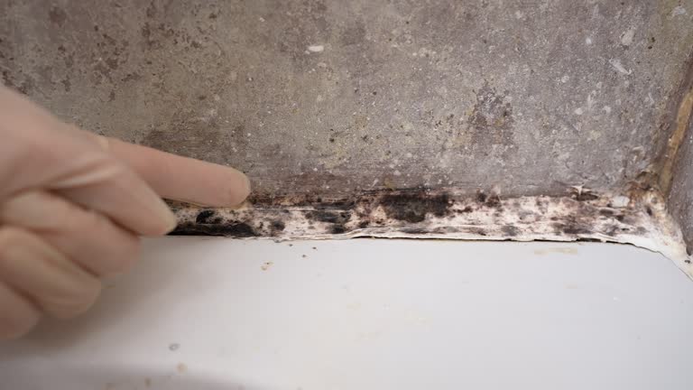 Best Commercial Mold Inspection  in Rainbow Park, FL