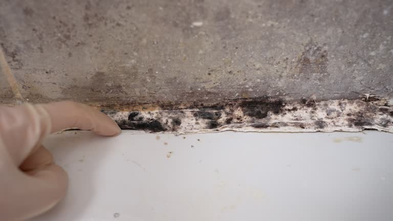 Best Mold-Related Health Consultation  in Rainbow Park, FL