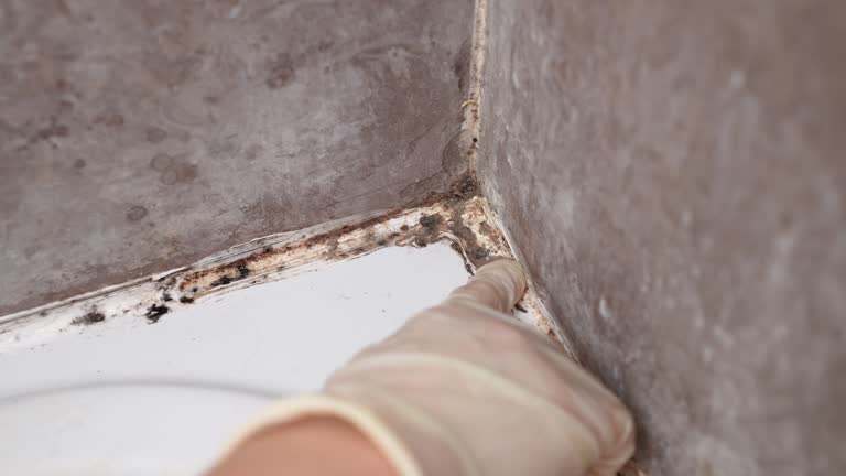 Best Crawl Space Mold Remediation  in Rainbow Park, FL